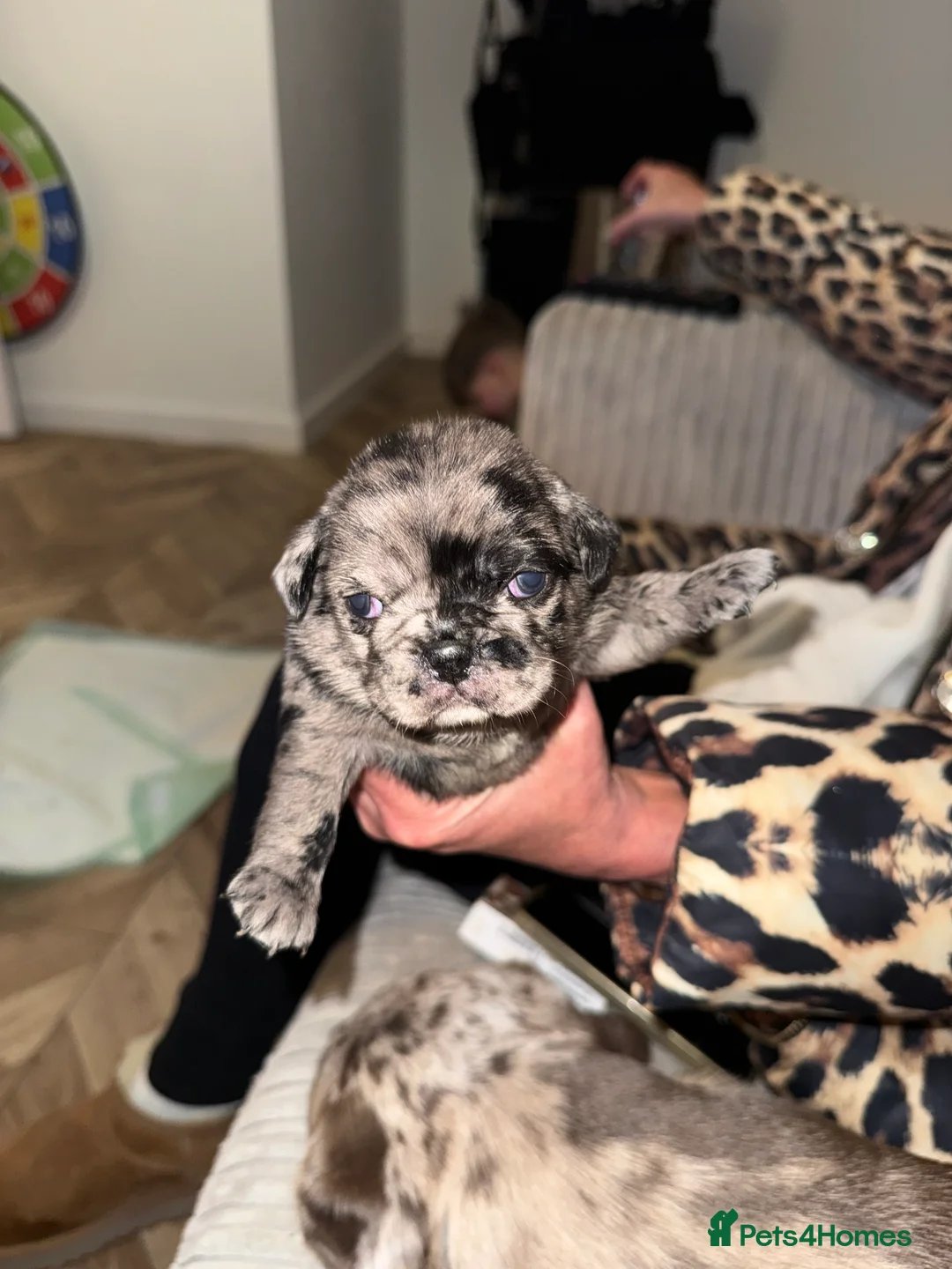 Pug dogs for sale: Merle pugs  - Advert 7