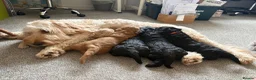 Australian Labradoodle dogs for sale: Australian labradoodle's  - Advert 2