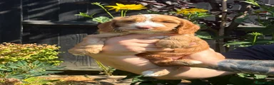 Sproodle 2