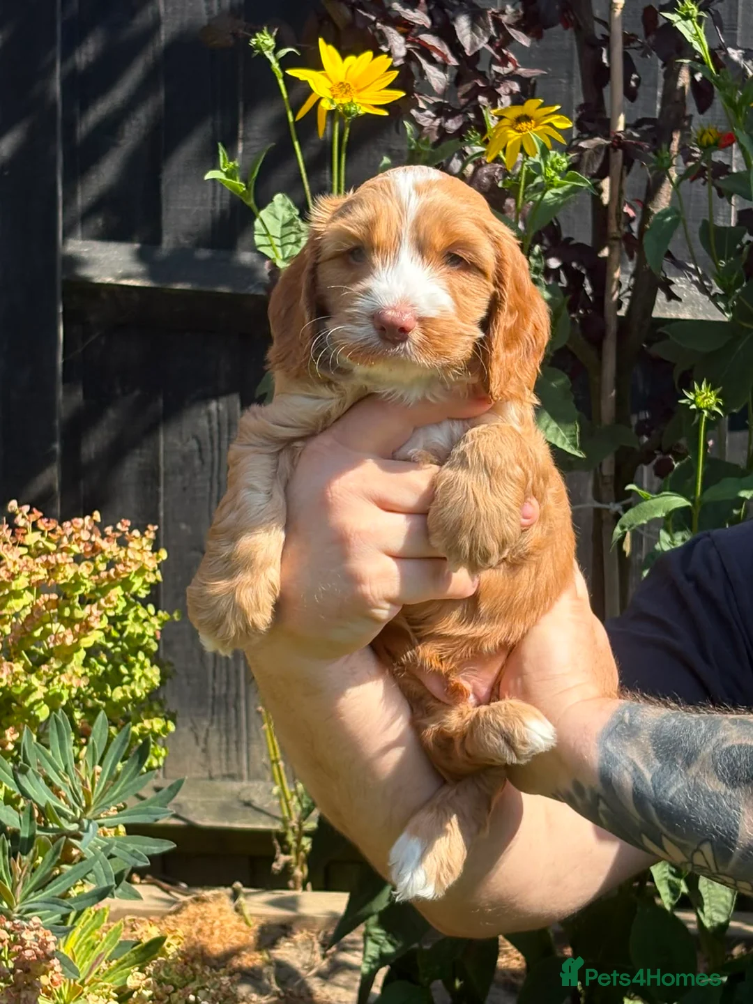 Sproodle dogs for sale: Sproodle f1b  - Advert 1