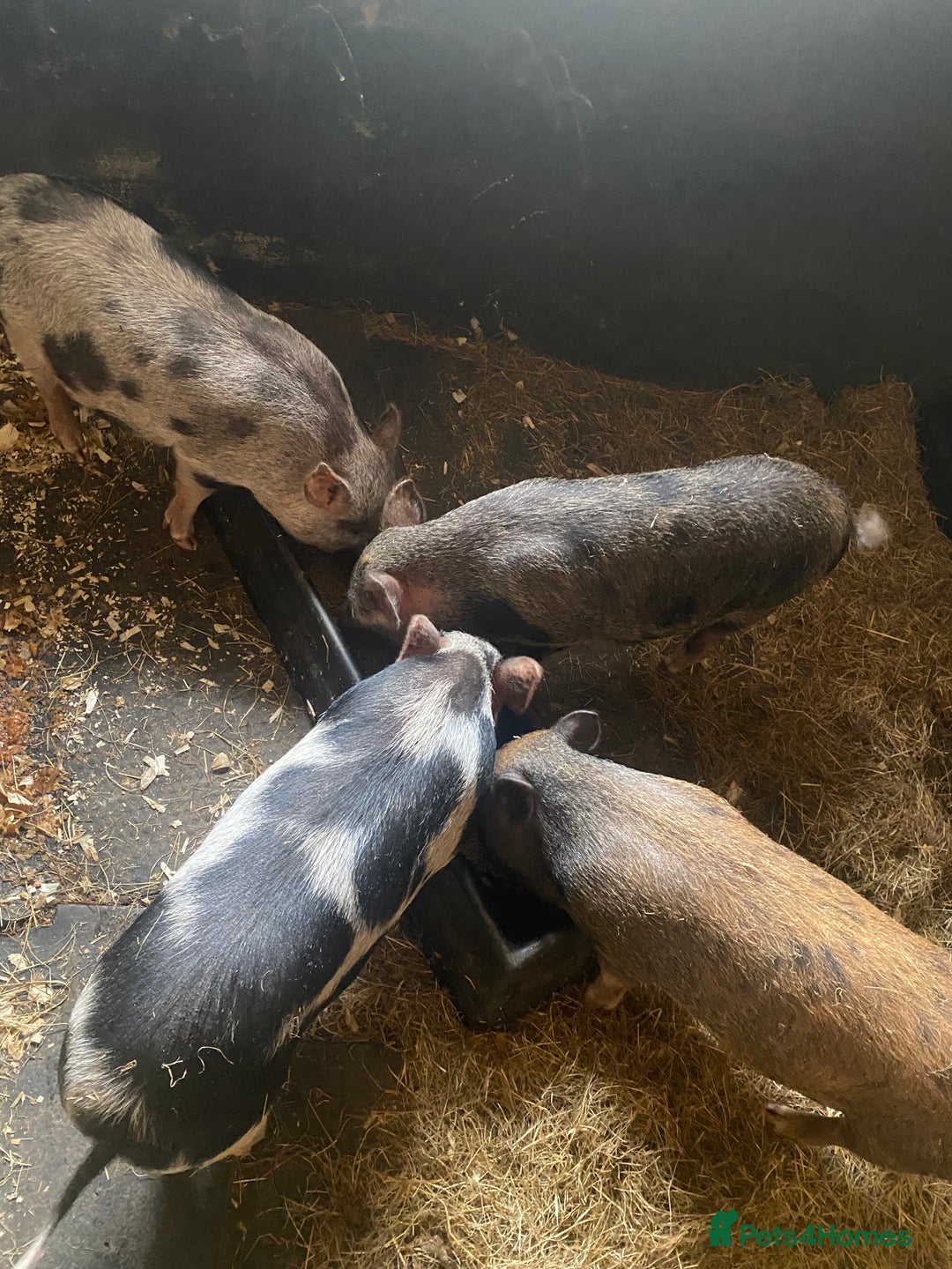 Pig livestock for sale: Julianna x kunekune piglets - Image 1