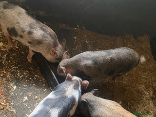 Pig livestock - Advert 16