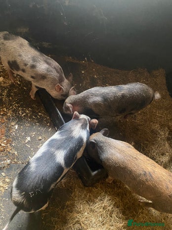 Pig livestock - Advert 1