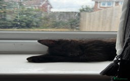 Domestic Shorthair cats for sale: Brother and sister black kittens  - Advert 6
