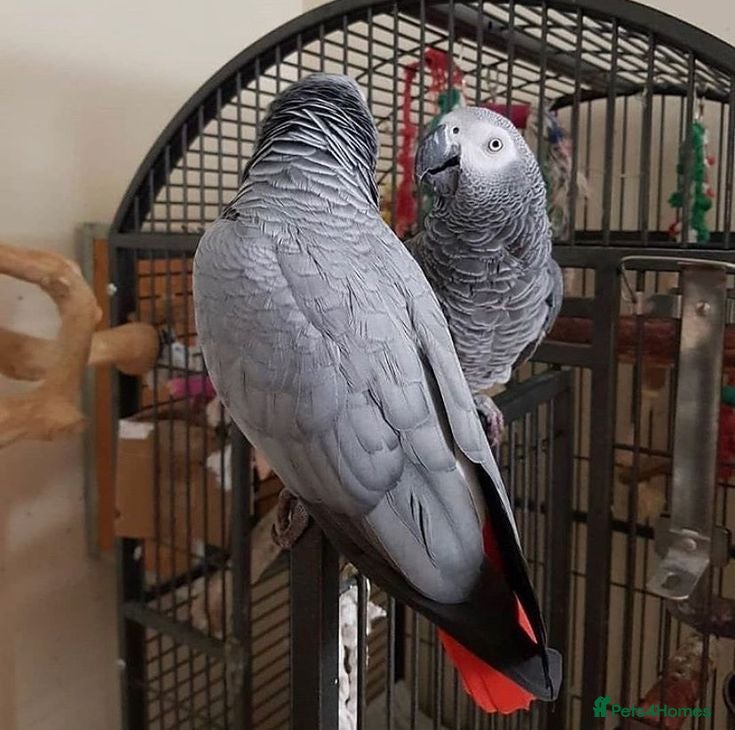 Parrots birds Tame African grey parrots - Advert 6