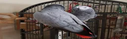 Parrots birds for sale: Tame African grey parrots in Cleckheaton - Advert 1
