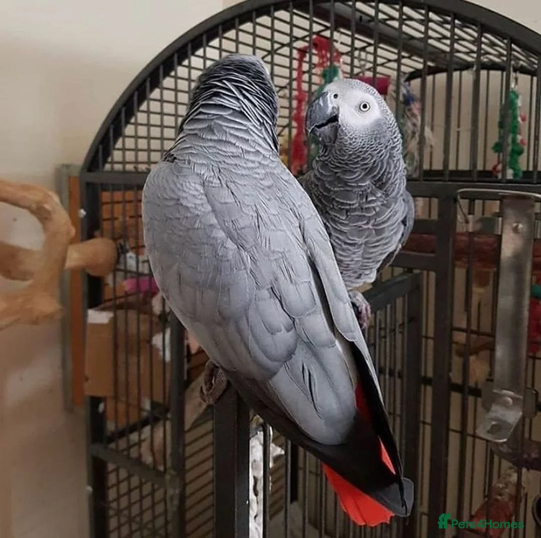 Parrots birds for sale: Tame African grey parrots in Cleckheaton - Advert 1