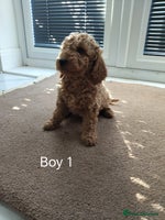 Cockapoo dogs - Advert 10