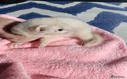 Ferret rodents for sale: Ferrets for Sale - 8 weeks old - Image 9