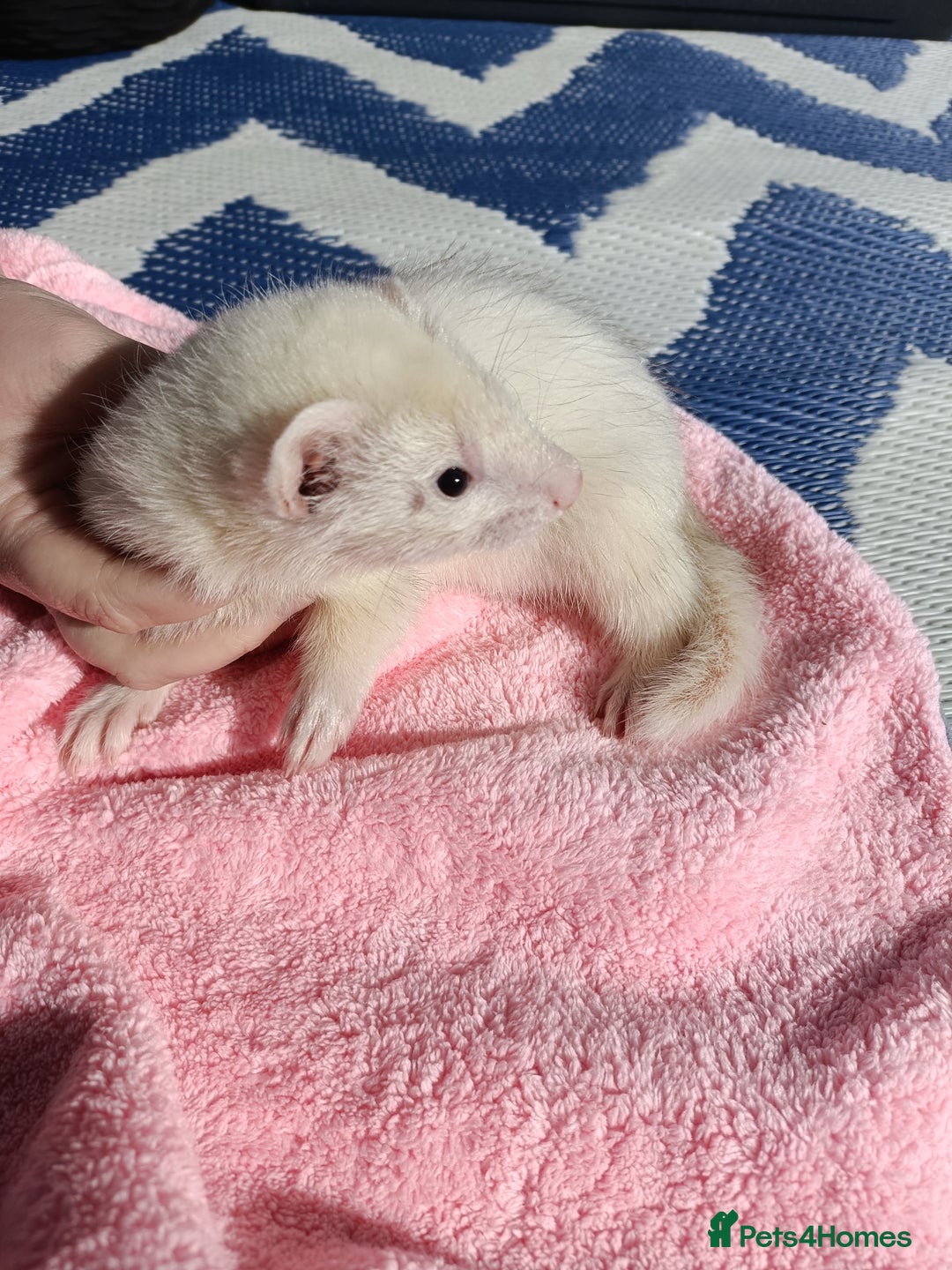 Ferret rodents for sale: Ferrets for Sale - 8 weeks old - Image 9