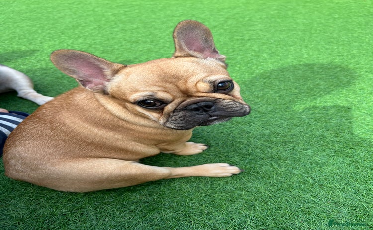 French Bulldog dogs - Advert 15