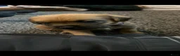 Border Terrier dogs for sale: **Border Terrier Puppies** in Glasgow - Advert 15