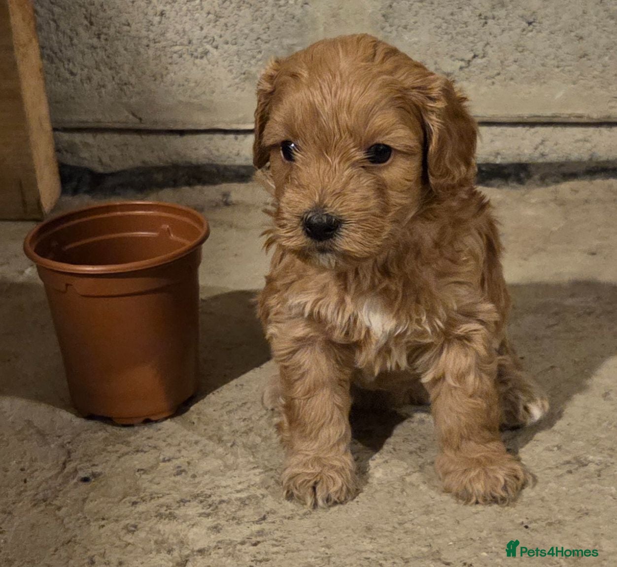 Cockapoo dogs Cockapoo Puppies For Sale  - Advert 1