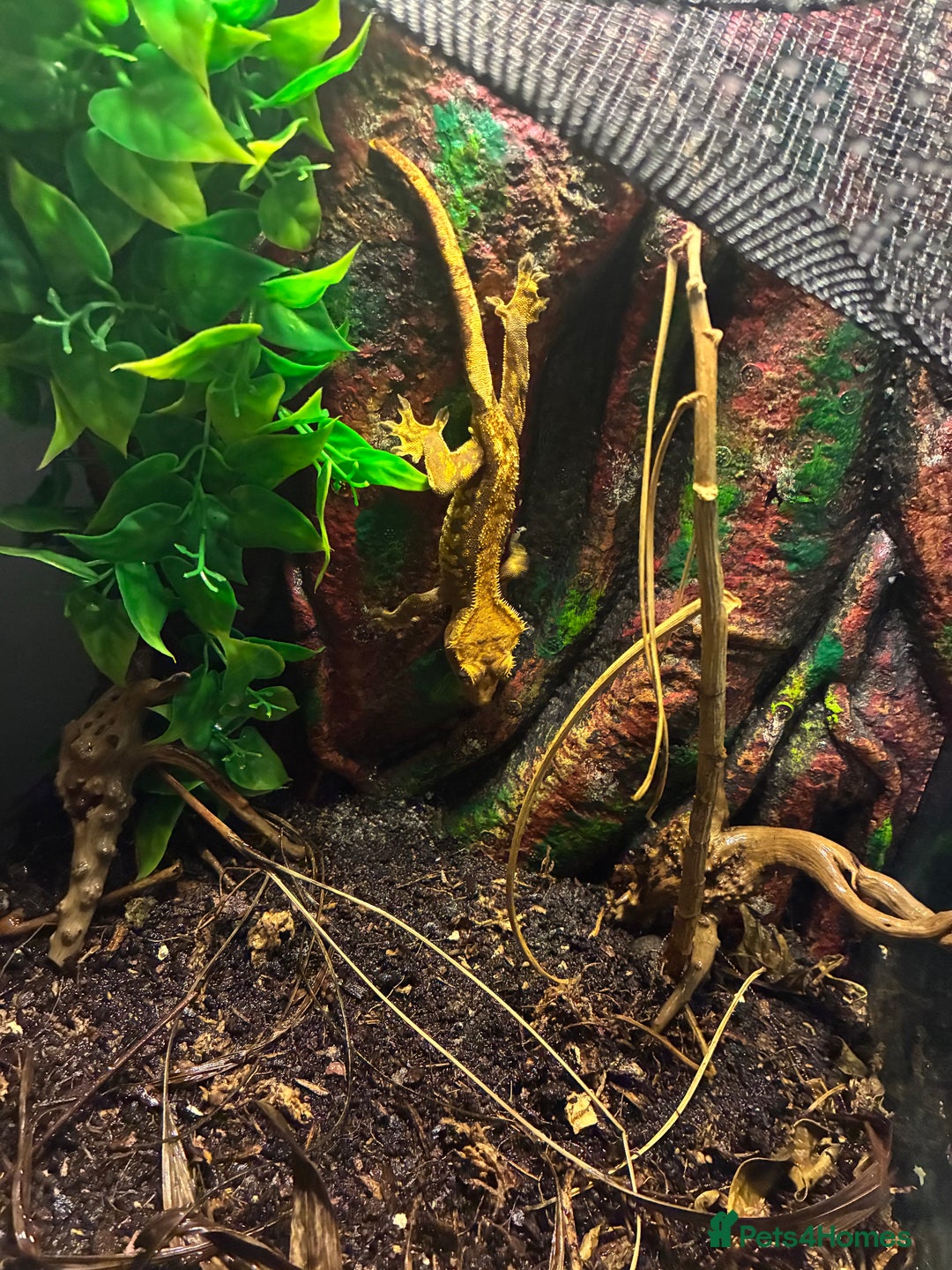Gecko reptiles for sale: 2yr old Crested Gecko & Viv - Advert 3