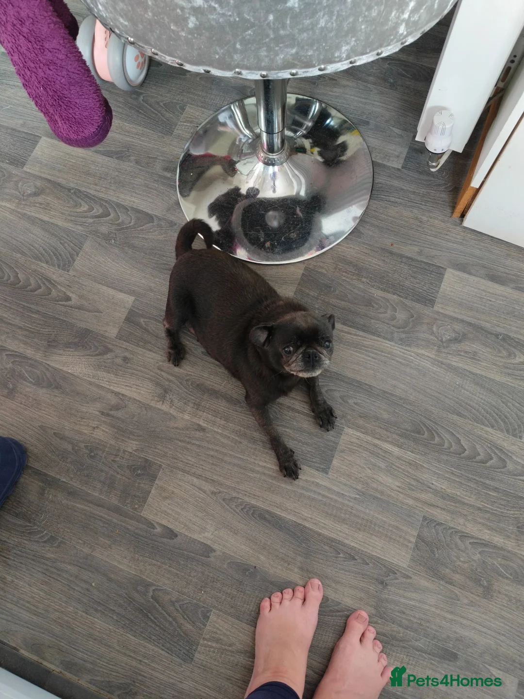 Pug dogs for sale: Loving Grey Female Pug - Advert 2