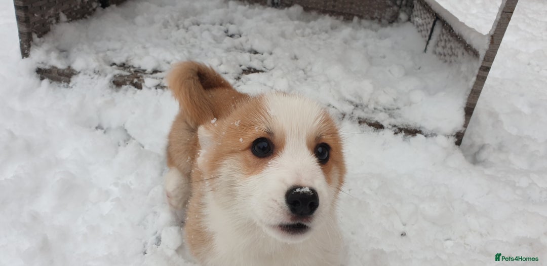 Welsh Corgi Pembroke dogs for sale: Exceptional Corgi Puppies ready now!!! - Advert 12