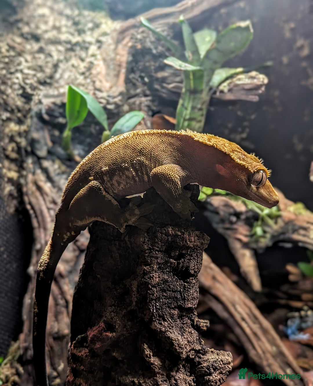 Gecko reptiles for sale: Flame Crested Gecko - Image 4