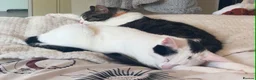 Mixed Breed cats for sale: Bonded pair - Advert 3