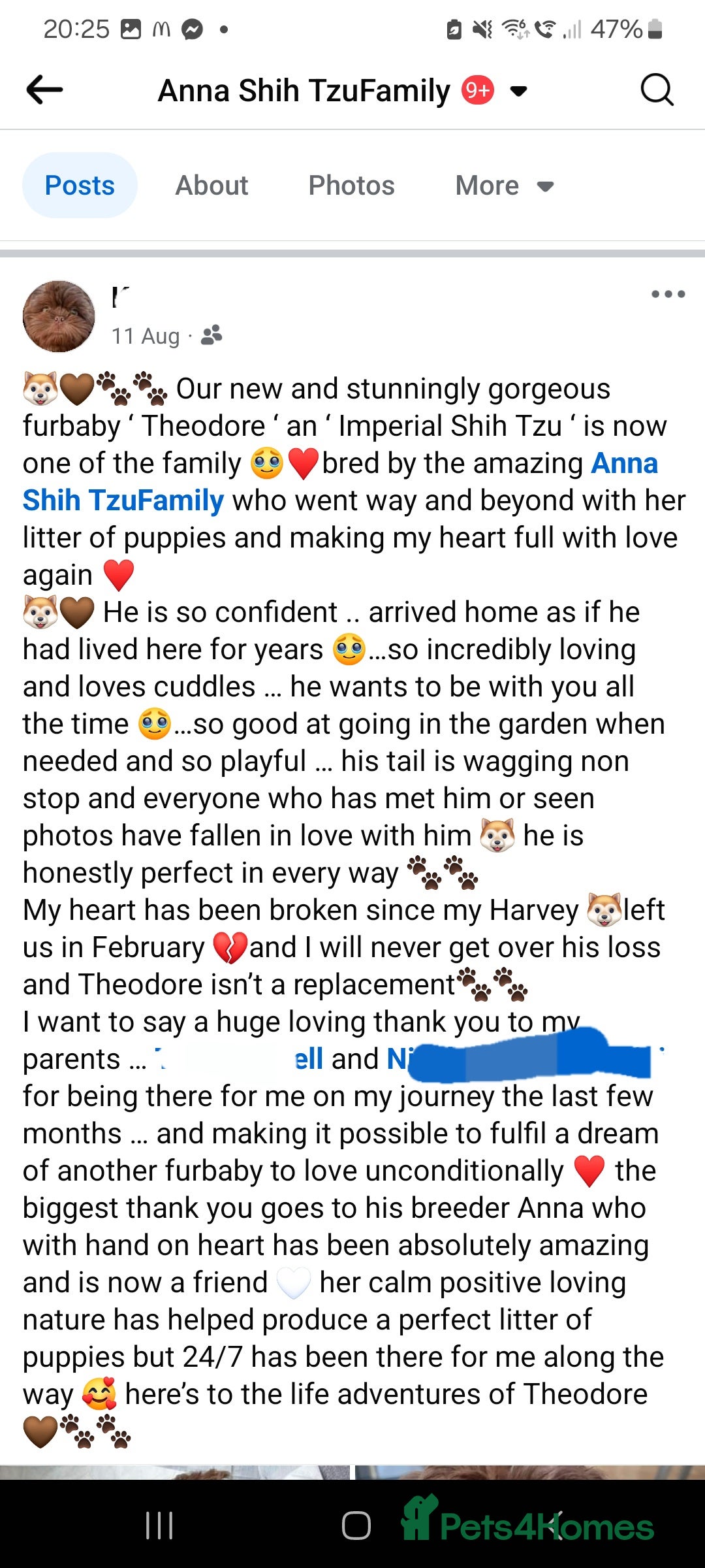 Shih Tzu dogs for sale: Last gorgeous tiny chocolate boy available - Advert 8