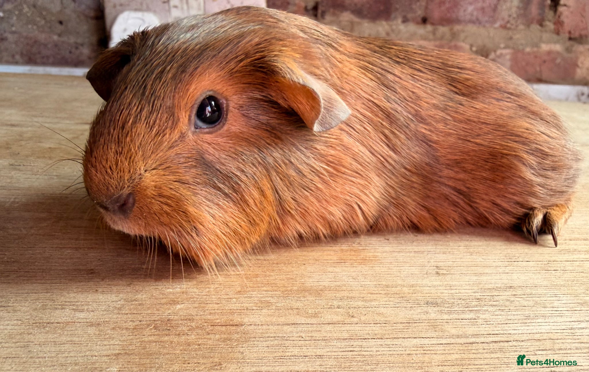 Guinea Pig rodents Beautiful Chocolate and Gold Agouti Guinea Pigs - Advert 14
