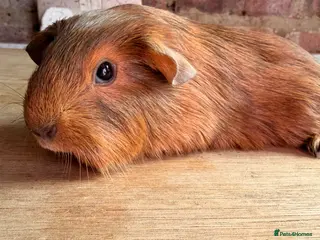 Guinea Pig rodents Beautiful Chocolate and Gold Agouti Guinea Pigs - Advert 5
