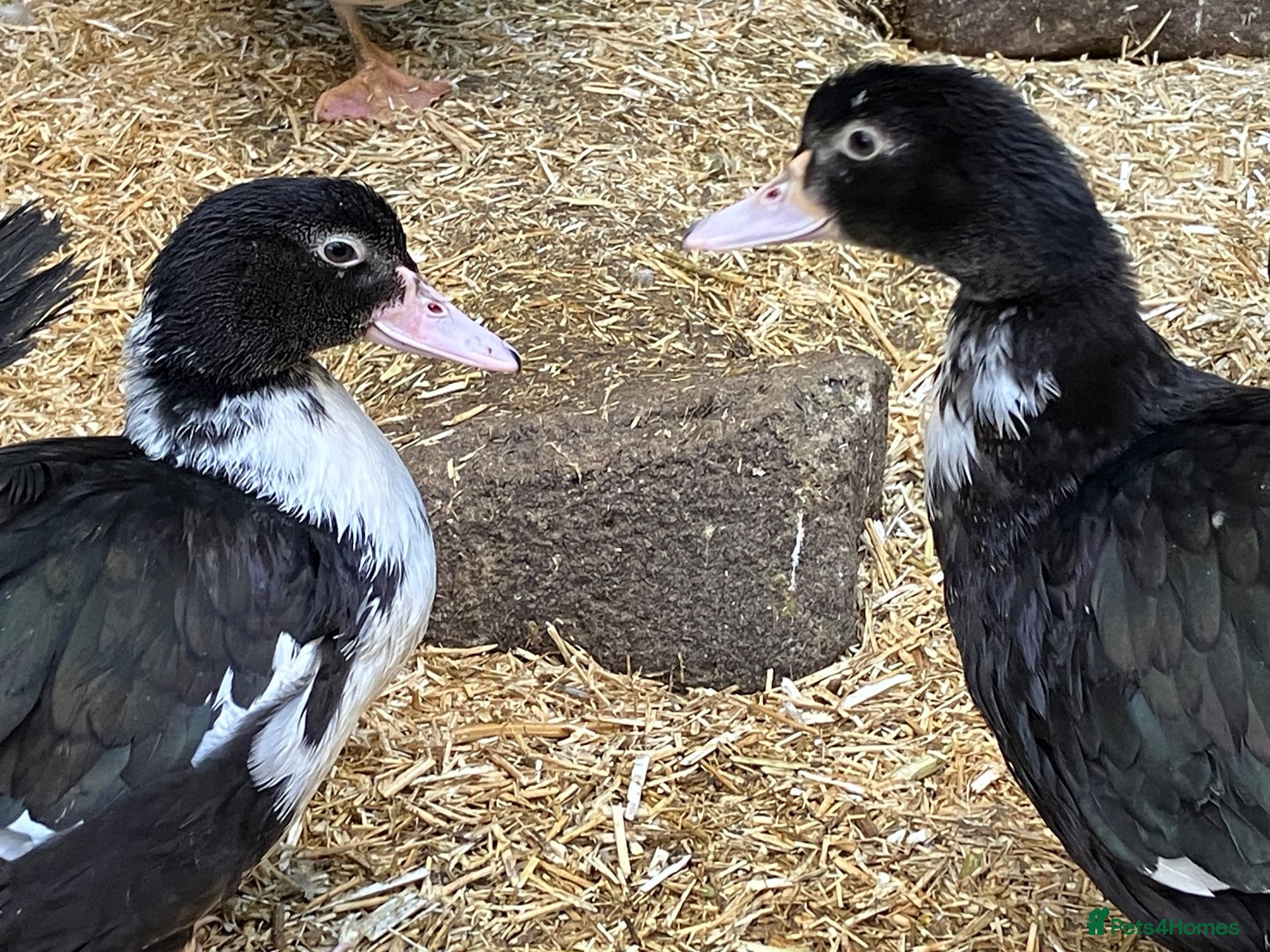 Ducks poultry Muscovy’s various ages - Advert 2