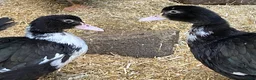 Ducks poultry for sale: Muscovy’s various ages - Advert 2