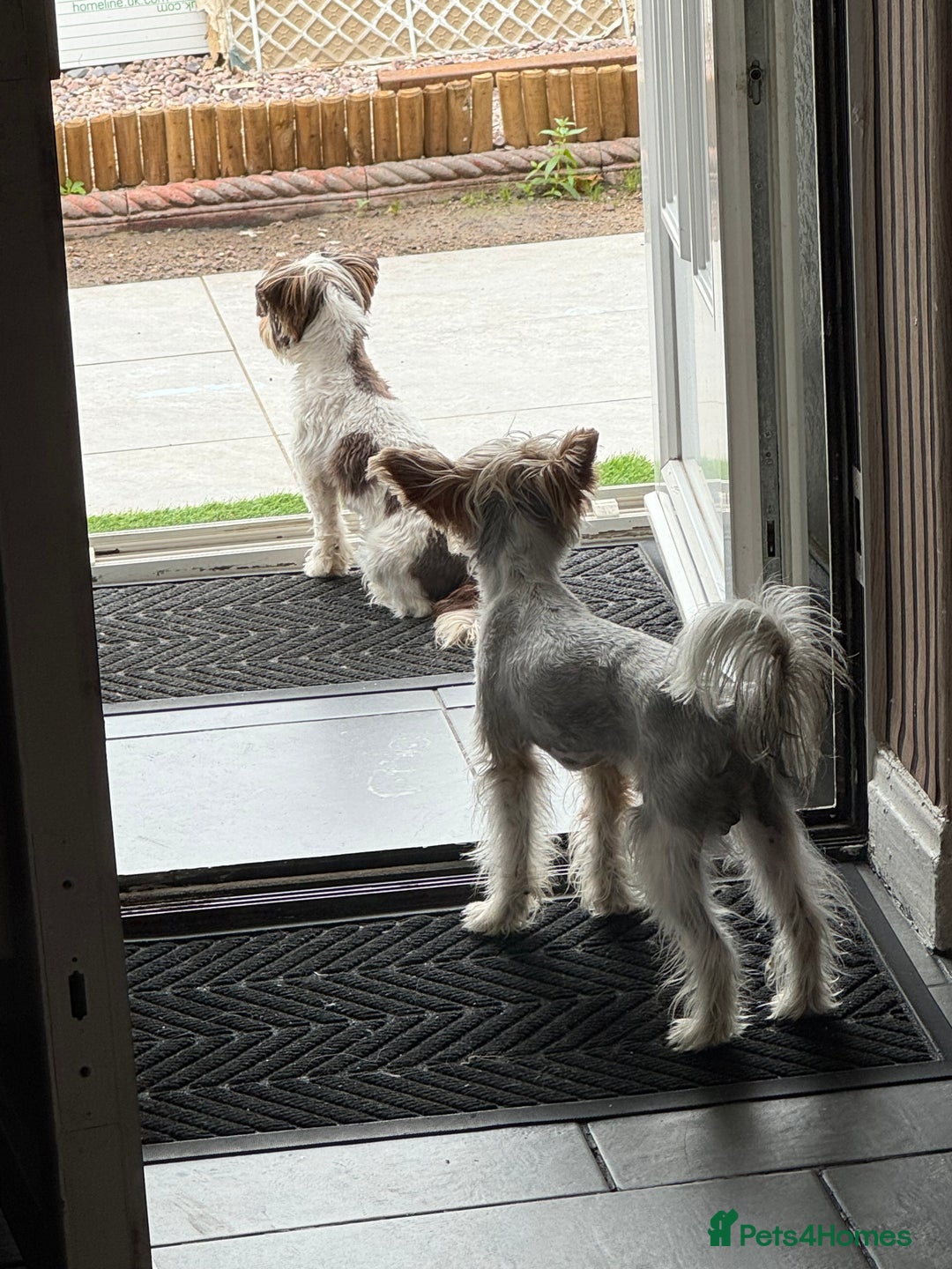 Yorkshire Terrier dogs for sale: Yorkshire terrier  - Image 2