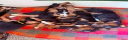 Cocker Spaniel dogs for sale: Lovely Litter of Working Cocker Spaniels - Advert 4