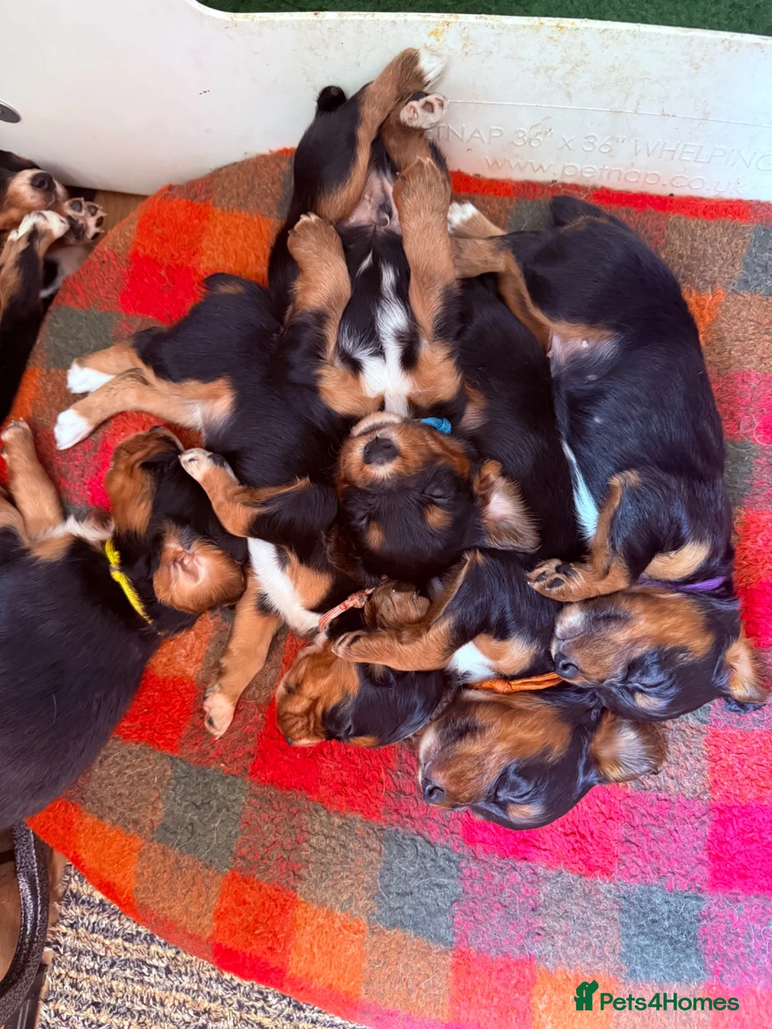 Cocker Spaniel dogs for sale: Lovely Litter of Working Cocker Spaniels - Advert 4