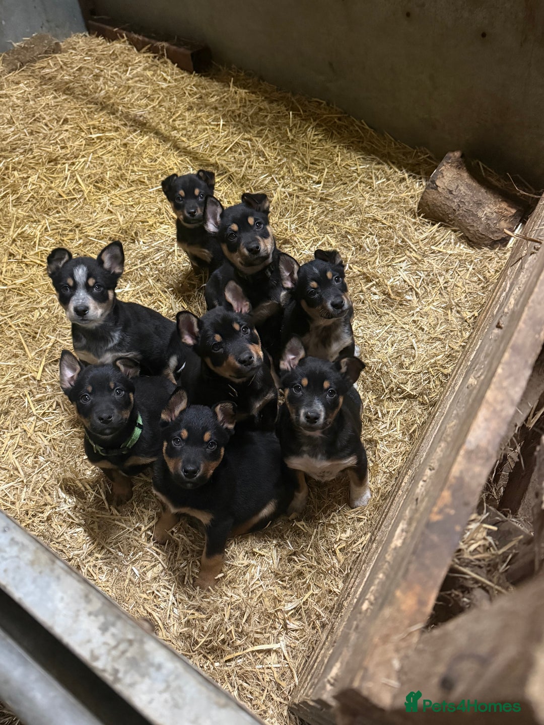 Mixed Breed dogs for sale: kelpie/blue heelers - Advert 2