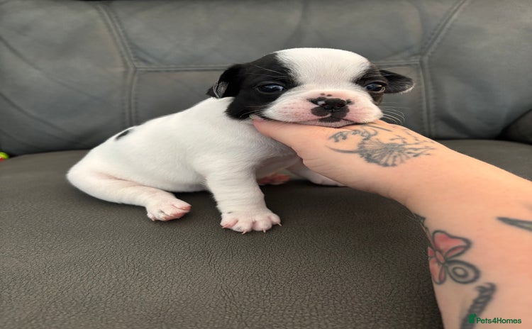 French Bulldog dogs - Advert 1