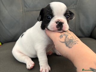 French Bulldog dogs - Advert 14