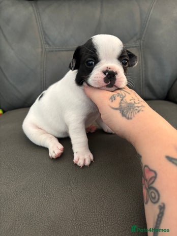 French Bulldog dogs - Advert 1