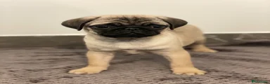 Pug 5
