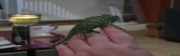 Chameleon reptiles for sale: Female Velied Chameleon  - Advert 5