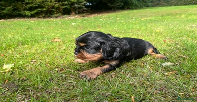 Cavalier King Charles Spaniel dogs - Advert 9