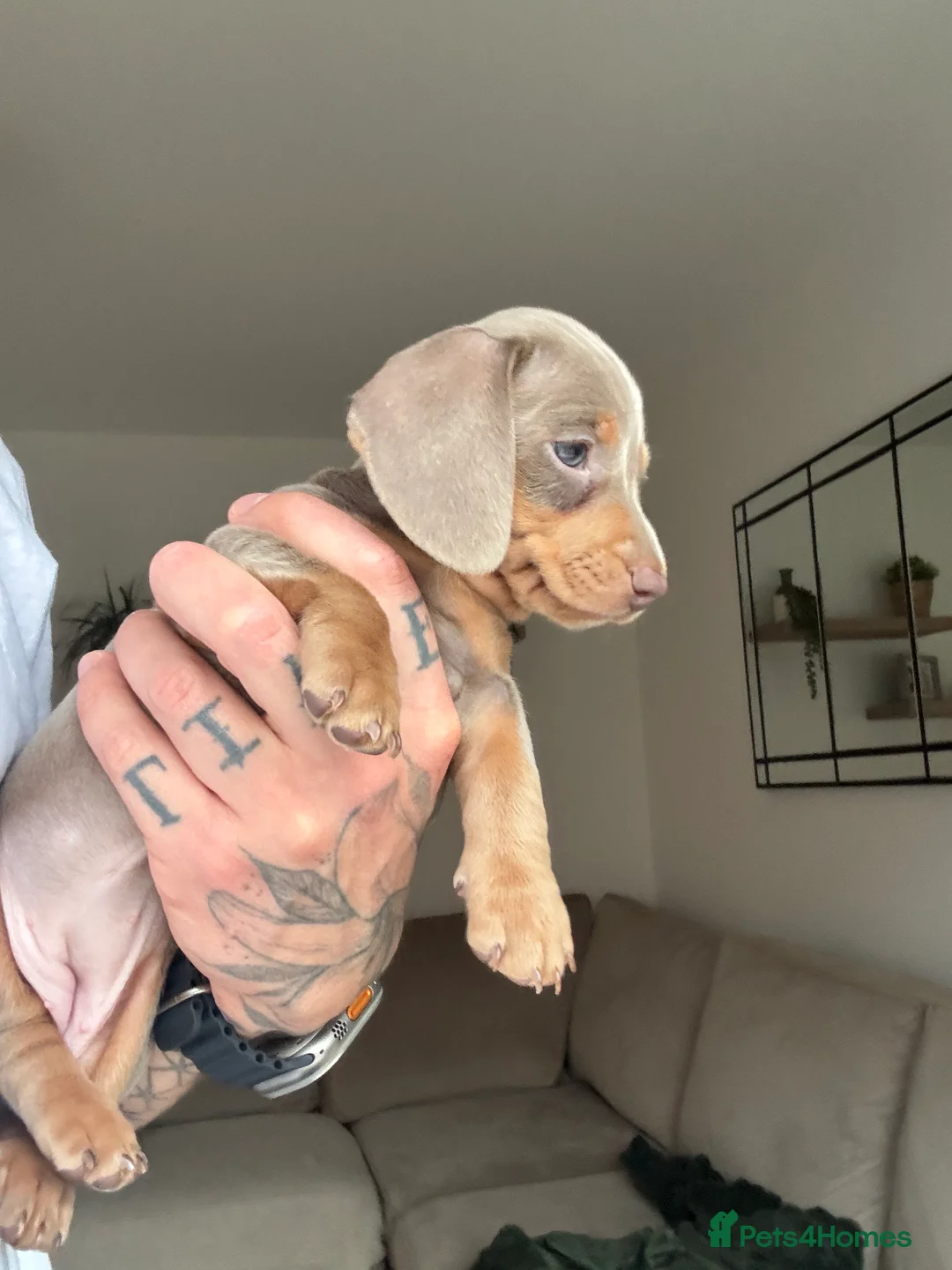 Miniature Dachshund dogs for sale: Beautiful Isabella and Tan Miniature Dachshunds  - Advert 8