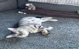 Bengal cats for stud: Bengal Stud - Image 4