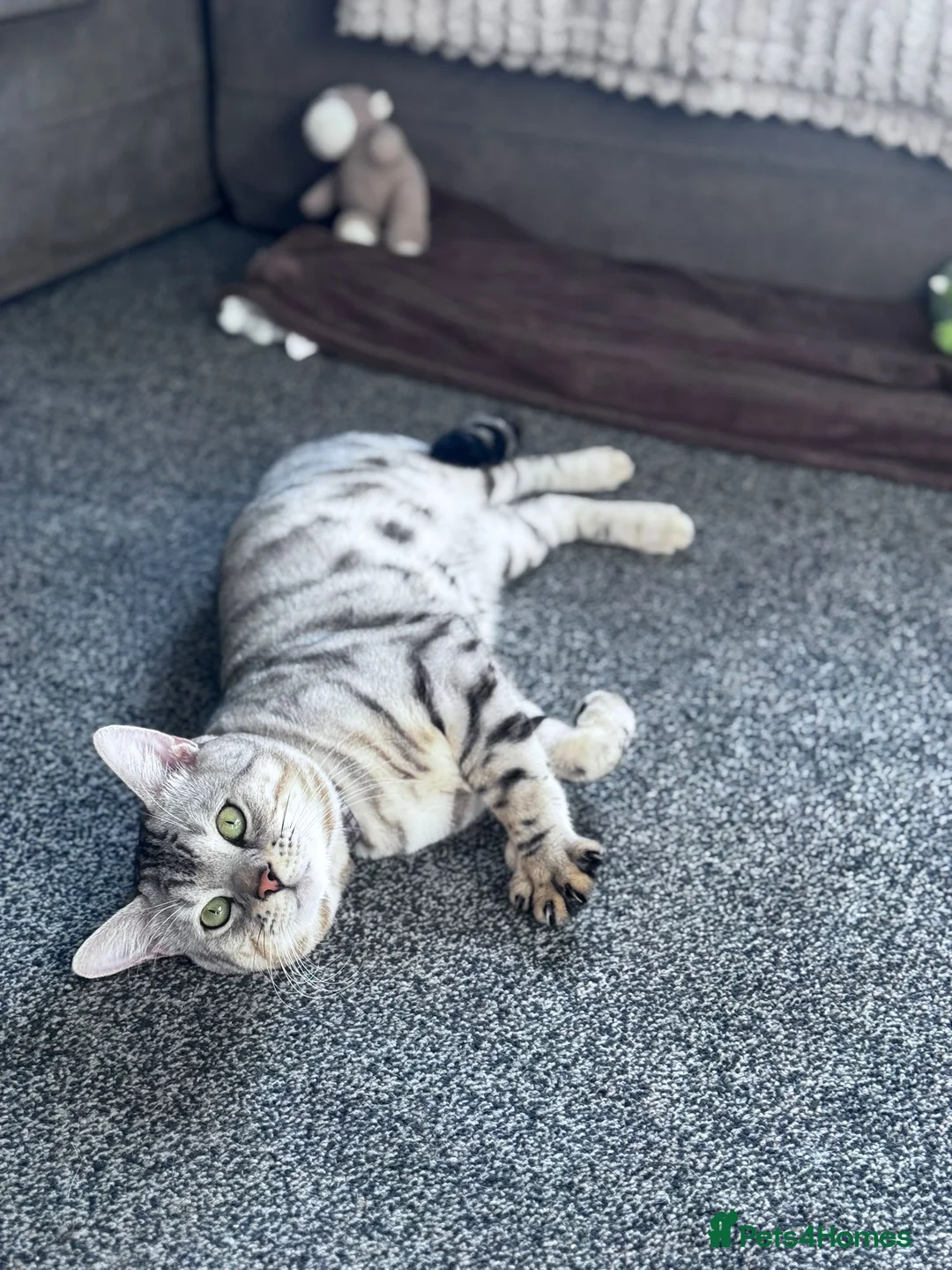 Bengal cats for stud: Bengal Stud - Advert 4