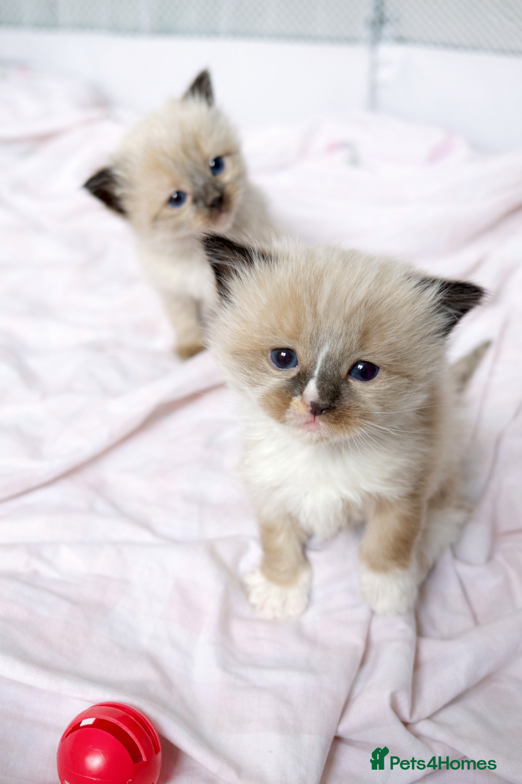 Ragdoll cats Microchipped Ragdoll Pedigree Kittens - Advert 14