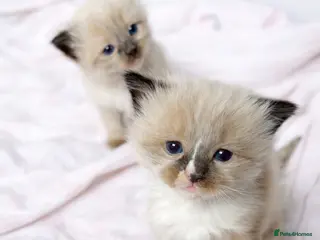 Ragdoll cats Microchipped Ragdoll Pedigree Kittens - Advert 12