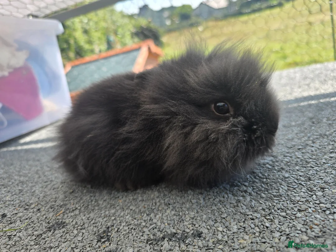 Lionhead rabbits for sale: 9 week old baby bunnies  in Brynteg - Advert 2