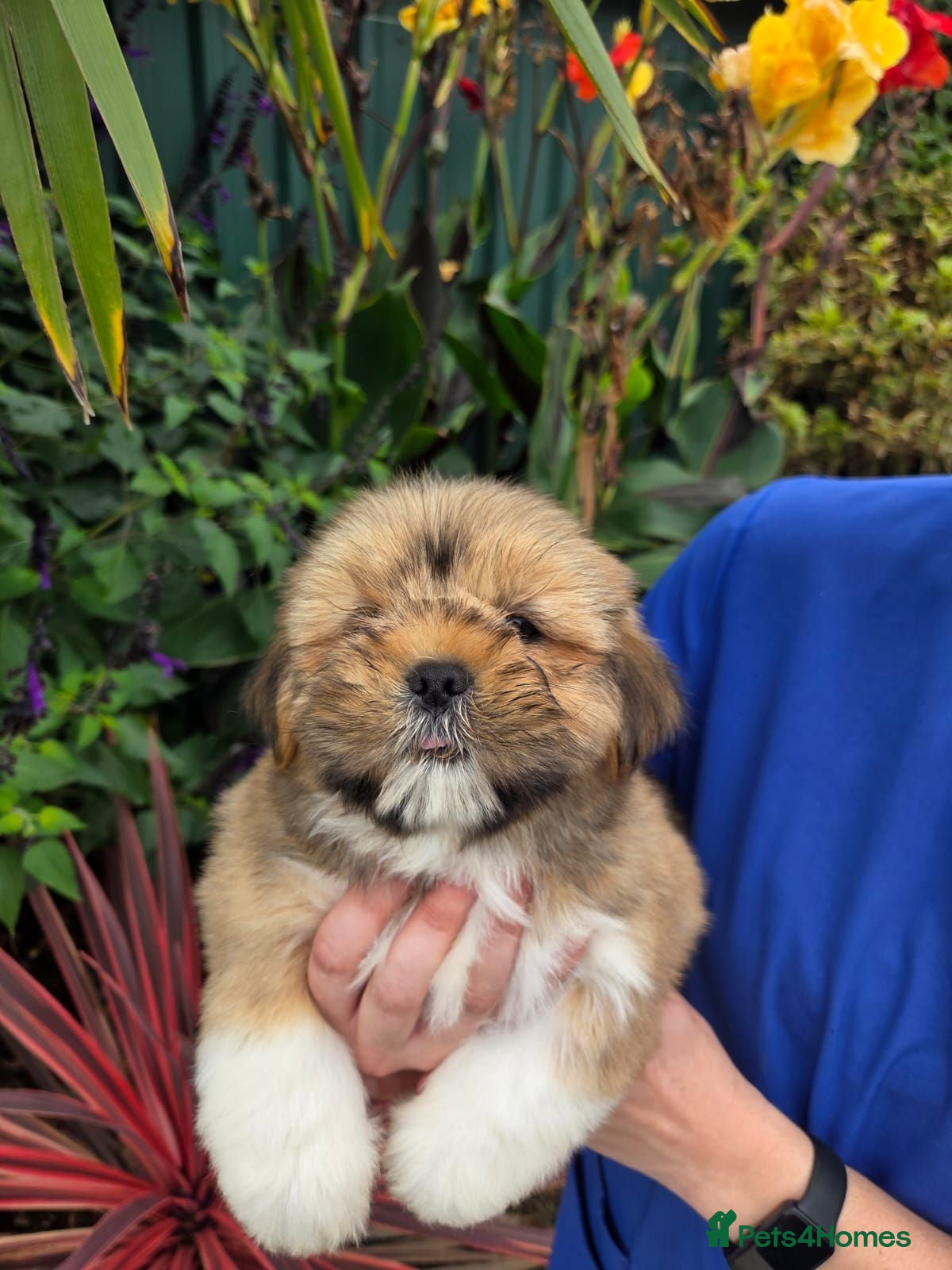 Lhasa Apso dogs Lhasa Apso Puppies  - Advert 1