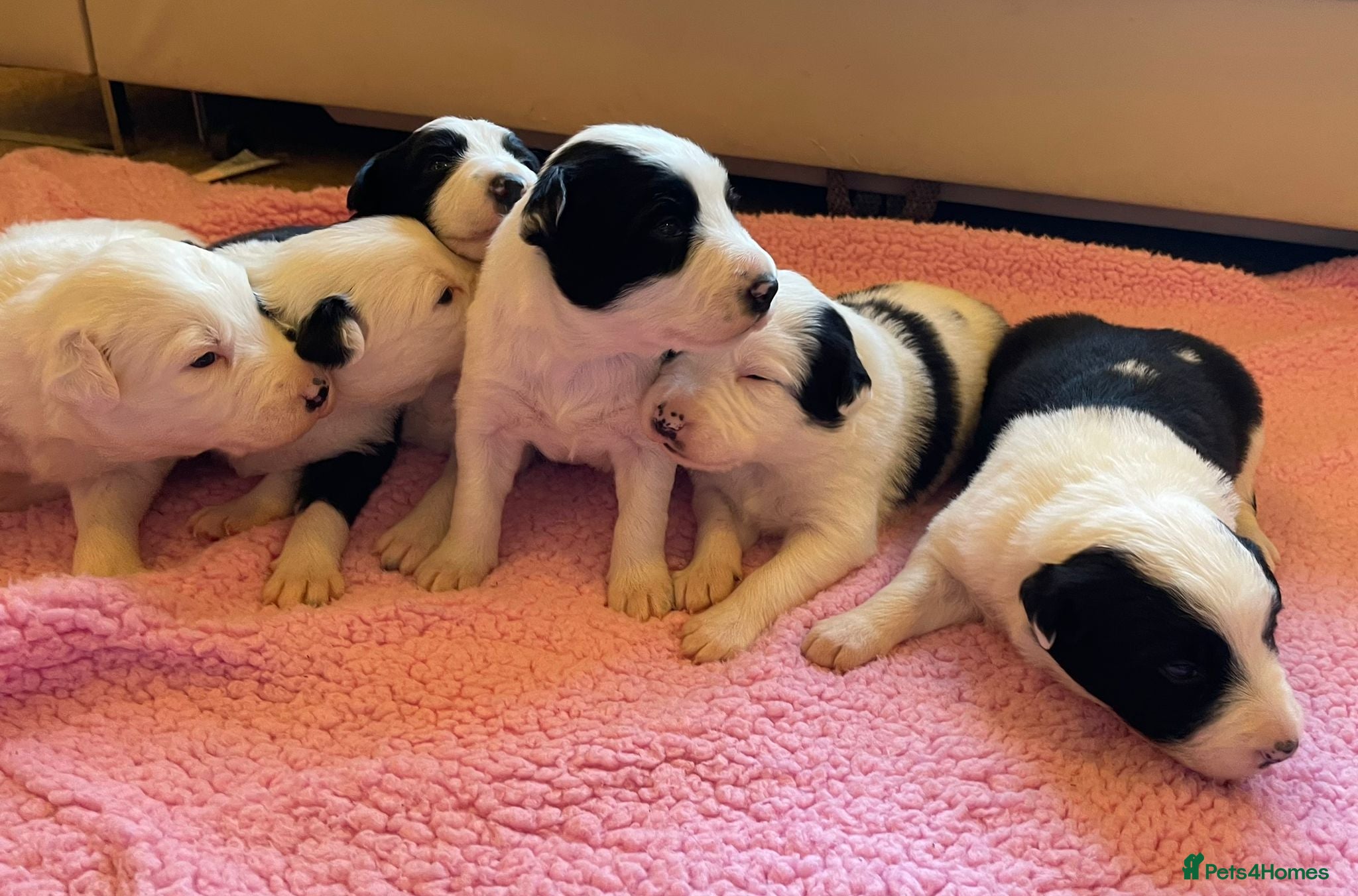 Border Collie dogs Black and White Border Collie Puppies! - Advert 1