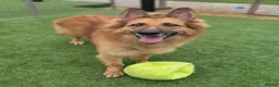 German Shepherd dogs for adoption: GANDER - 5 year old GSD - Advert 7