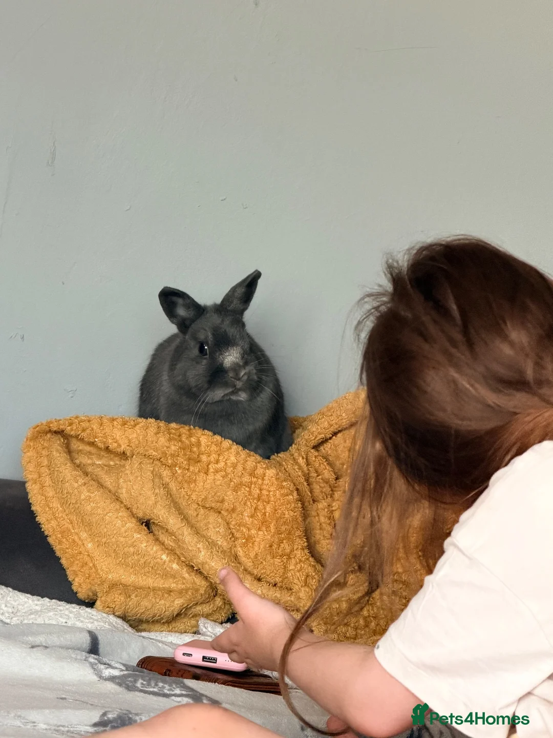 Netherland Dwarf rabbits for sale: Male rabbit to rehome ( cloudy)  in Salford - Advert 6