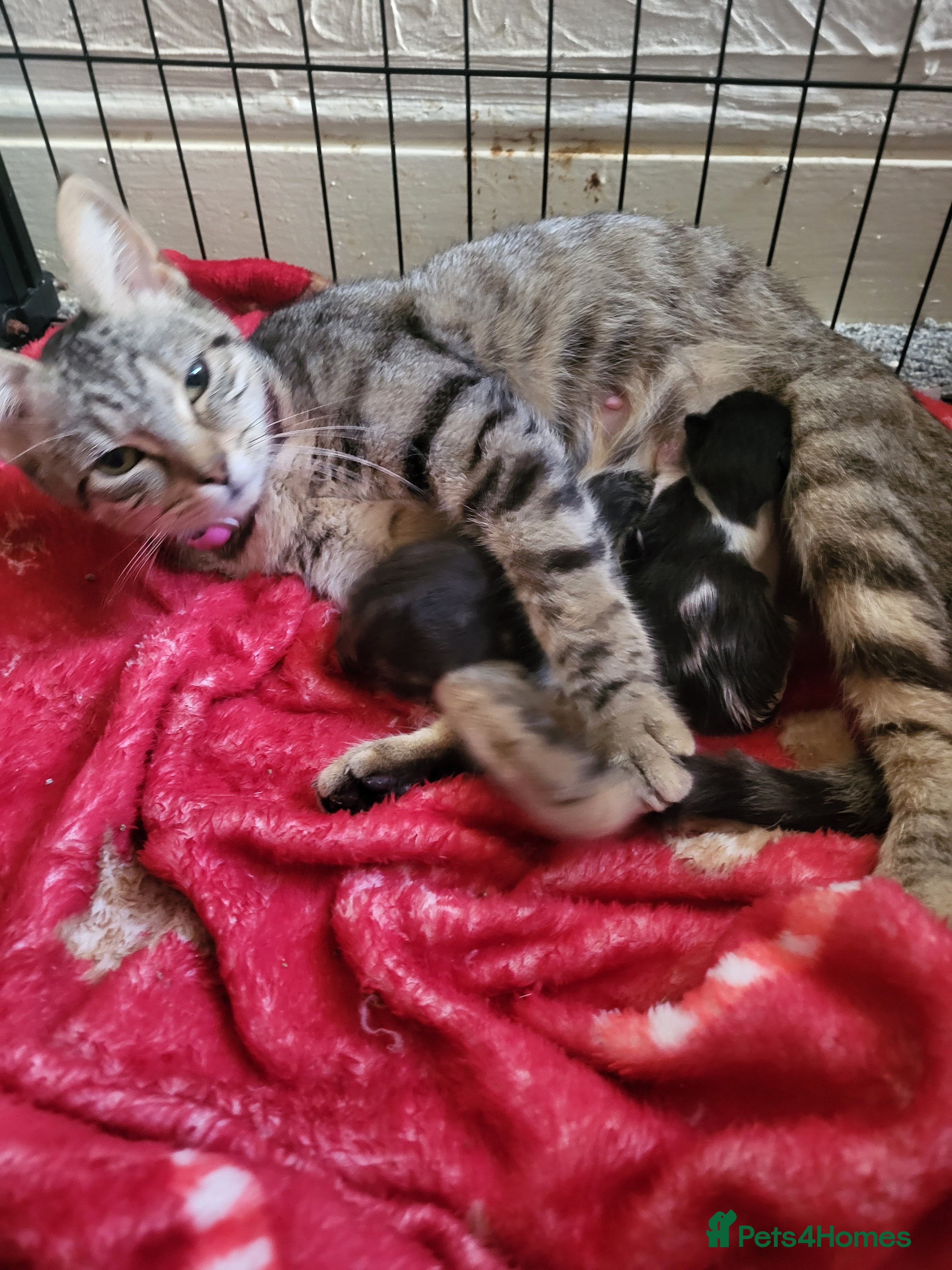 Domestic Shorthair cats Adorable newborn kittens - Advert 1