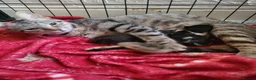 Domestic Shorthair cats for sale: Adorable newborn kittens - Advert 1