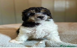 Toy Poodle dogs for sale: Female rare tri toy poodle female - Image 1